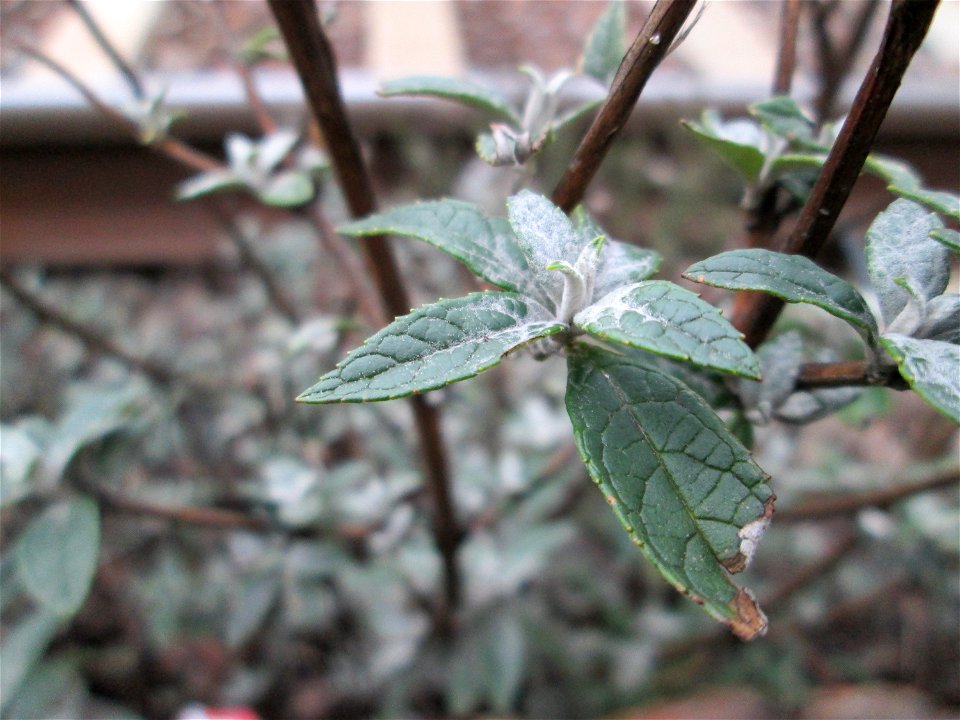 Schmetterlingsflieder (Buddleja davidii) im Gleisbett vom Bahnhof Saarbrücken-Ost - eingeschleppt aus Asien und typische Bahn-Vegetation
