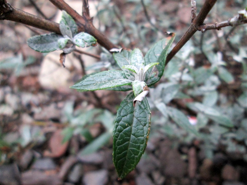 Schmetterlingsflieder (Buddleja davidii) im Gleisbett vom Bahnhof Saarbrücken-Ost - eingeschleppt aus Asien und typische Bahn-Vegetation