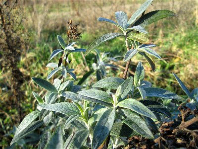 Schmetterlingsflieder (Buddleja davidii) auf einer Brachfläche am Messplatz in Hockenheim - eingeschleppt aus Asien photo