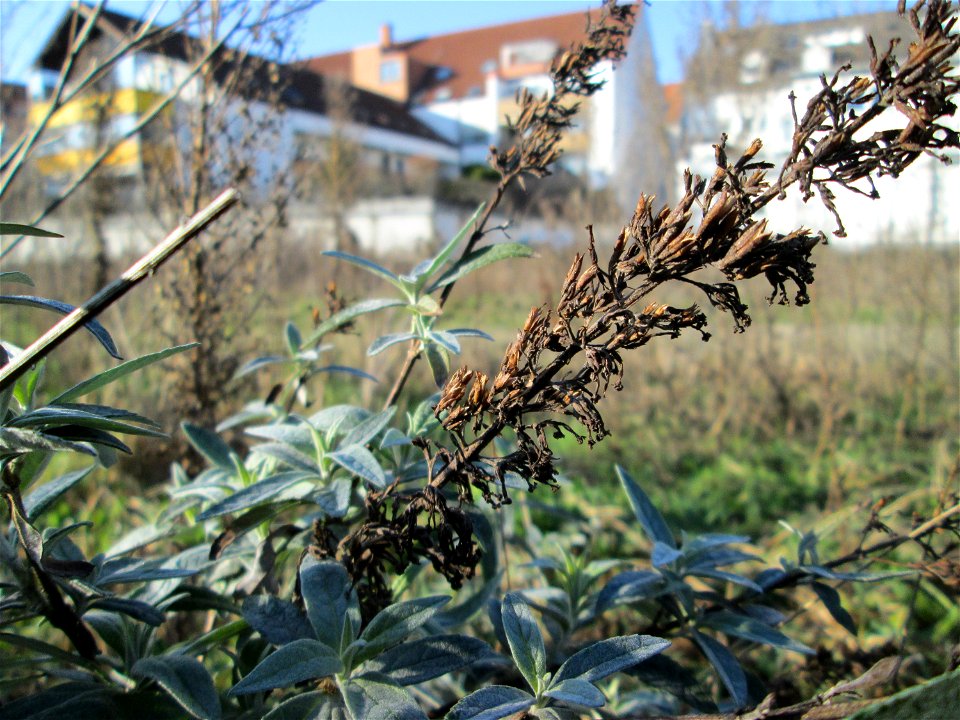 Schmetterlingsflieder (Buddleja davidii) auf einer Brachfläche am Messplatz in Hockenheim - eingeschleppt aus Asien