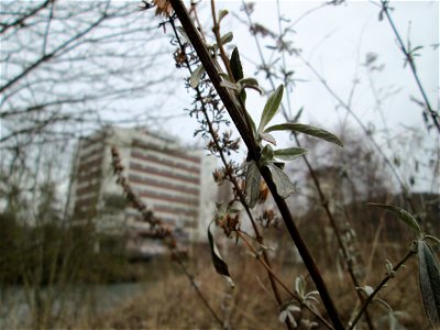 Schmetterlingsflieder (Buddleja davidii) am Osthafen Saarbrücken - eingeschleppt aus Asien