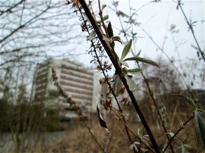 Schmetterlingsflieder (Buddleja davidii) am Osthafen Saarbrücken - eingeschleppt aus Asien photo