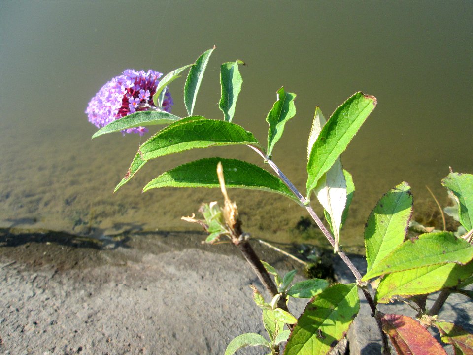 Schmetterlingsflieder (Buddleja davidii) an der Saar Saarbrücken