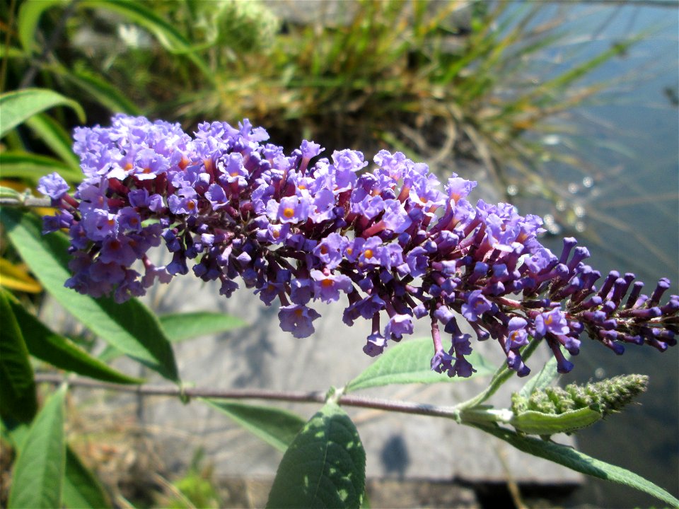 Schmetterlingsflieder (Buddleja davidii) im Bürgerpark Saarbrücken