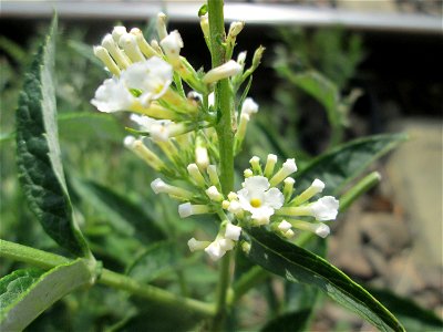 Schmetterlingsflieder (Buddleja davidii) im Gleisbett vom Bahnhof Saarbrücken-Ost - eingeschleppt aus Asien und typische Bahn-Vegetation