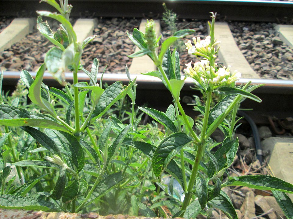 Schmetterlingsflieder (Buddleja davidii) im Gleisbett vom Bahnhof Saarbrücken-Ost - eingeschleppt aus Asien und typische Bahn-Vegetation
