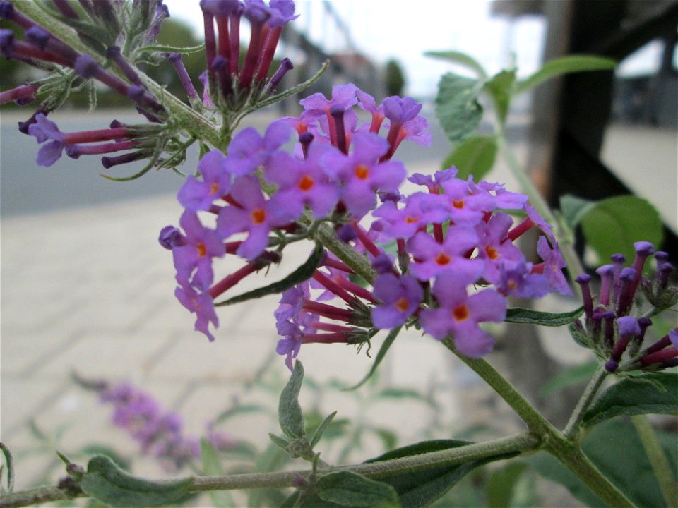 Schmetterlingsflieder (Buddleja davidii) - invasiv am Bahnhof Schwetzingen