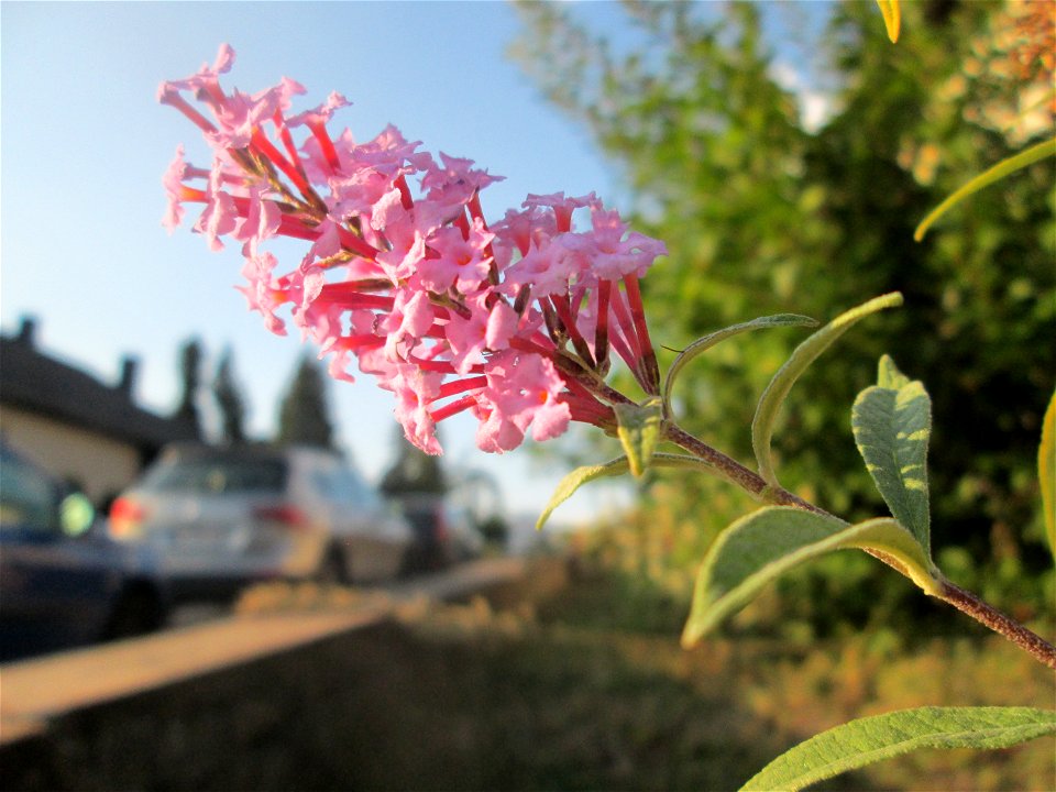 Schmetterlingsflieder (Buddleja davidii) in Auersmacher