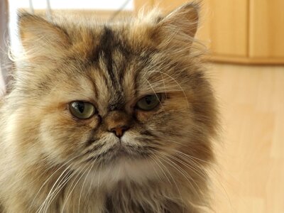 Domestic cat breed cat sweet photo