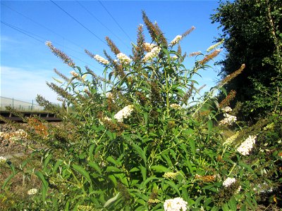 Schmetterlingsflieder (Buddleja davidii) am Bahnhof Bruchmühlbach-Miesau - eingeschleppt aus Asien, typische Vegetation an Bahnlinien
