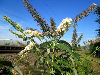 Schmetterlingsflieder (Buddleja davidii) am Bahnhof Bruchmühlbach-Miesau - eingeschleppt aus Asien, typische Vegetation an Bahnlinien
