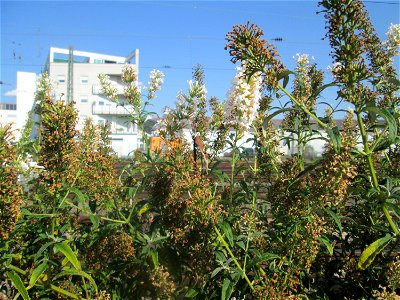 Schmetterlingsflieder (Buddleja davidii) - invasiv am Bahnhof Schwetzingen - häufiger Begleiter von Bahnstrecken