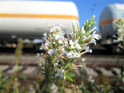 Schmetterlingsflieder (Buddleja davidii) - invasiv am Bahnhof Schwetzingen - häufiger Begleiter von Bahnstrecken