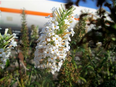 Schmetterlingsflieder (Buddleja davidii) - invasiv am Bahnhof Schwetzingen - häufiger Begleiter von Bahnstrecken