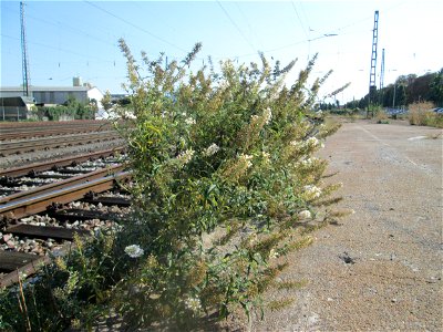Schmetterlingsflieder (Buddleja davidii) - invasiv am Bahnhof Schwetzingen - häufiger Begleiter von Bahnstrecken