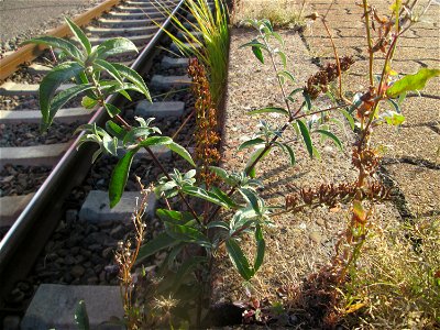 Schmetterlingsflieder (Buddleja davidii) am Hauptbahnhof Saarbrücken