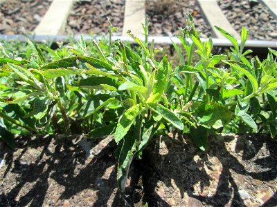 Schmetterlingsflieder (Buddleja davidii) im Gleisbett vom Bahnhof Saarbrücken-Ost - eingeschleppt aus Asien und typische Bahn-Vegetation
