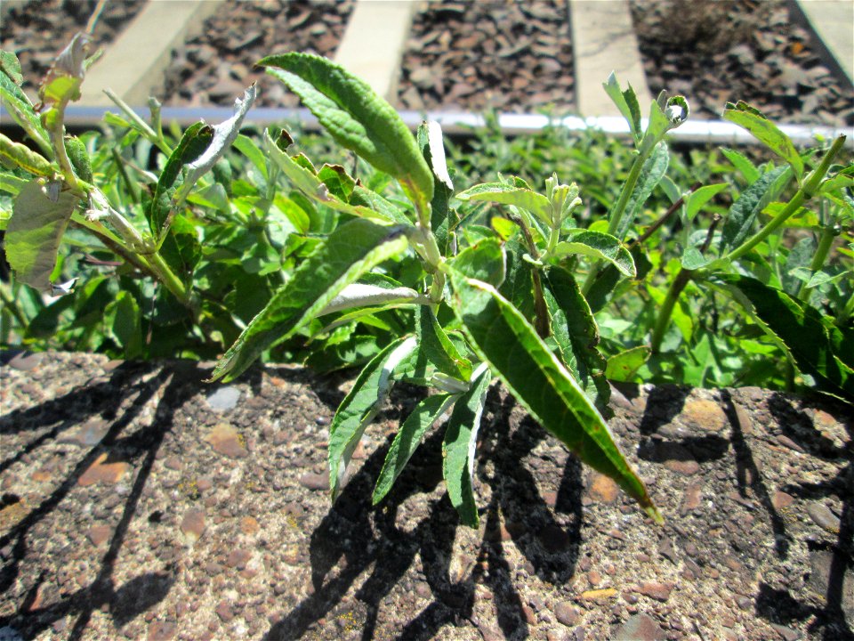 Schmetterlingsflieder (Buddleja davidii) im Gleisbett vom Bahnhof Saarbrücken-Ost - eingeschleppt aus Asien und typische Bahn-Vegetation