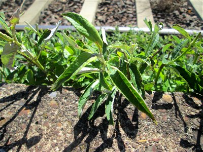 Schmetterlingsflieder (Buddleja davidii) im Gleisbett vom Bahnhof Saarbrücken-Ost - eingeschleppt aus Asien und typische Bahn-Vegetation