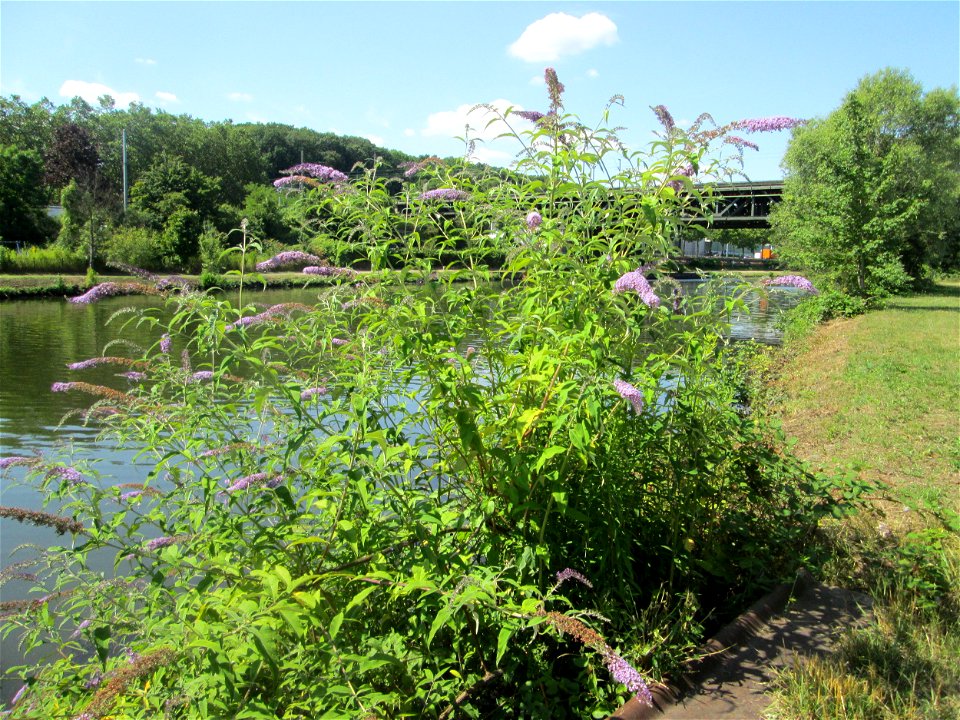 Schmetterlingsflieder (Buddleja davidii) an der Saar in Malstatt