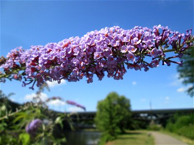 Schmetterlingsflieder (Buddleja davidii) an der Saar in Malstatt
