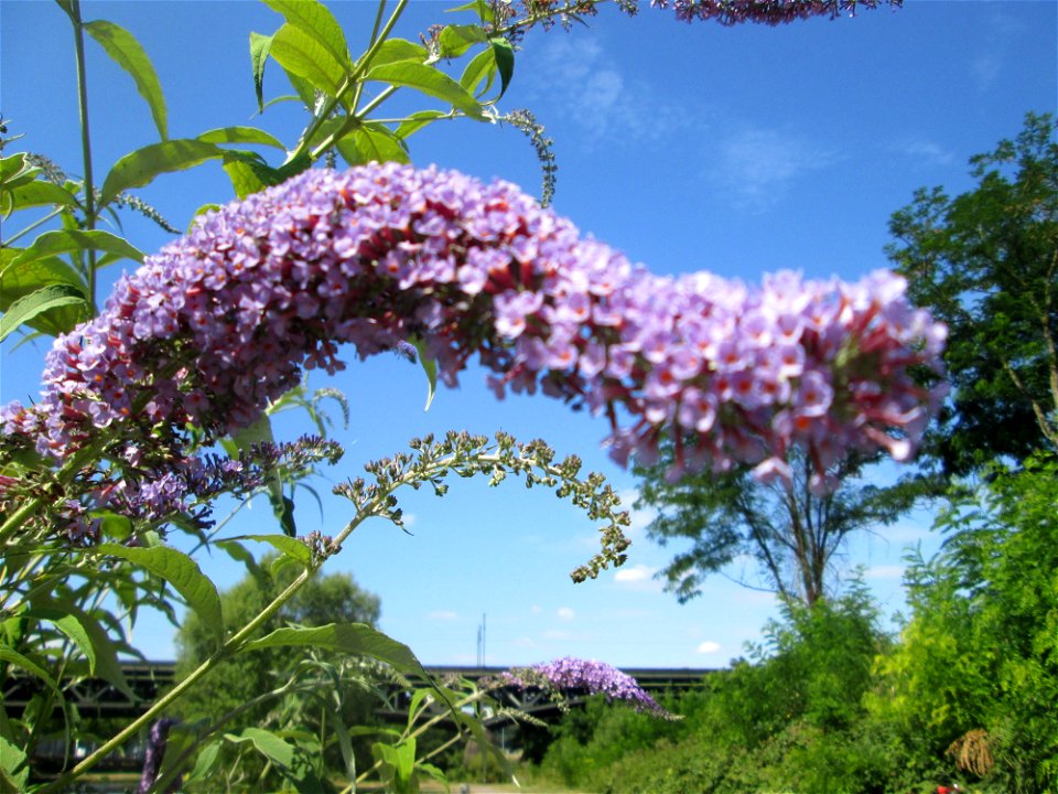 Schmetterlingsflieder (Buddleja davidii) an der Saar in Malstatt