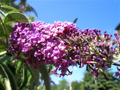Schmetterlingsflieder (Buddleja davidii) am Bahnübergang in Brebach