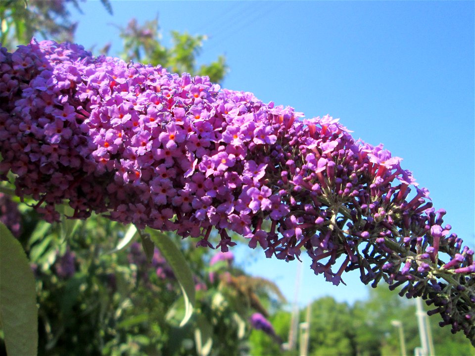 Schmetterlingsflieder (Buddleja davidii) am Bahnübergang in Brebach