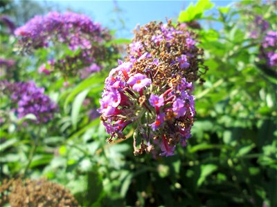 Schmetterlingsflieder (Buddleja davidii) am Bahnübergang in Brebach