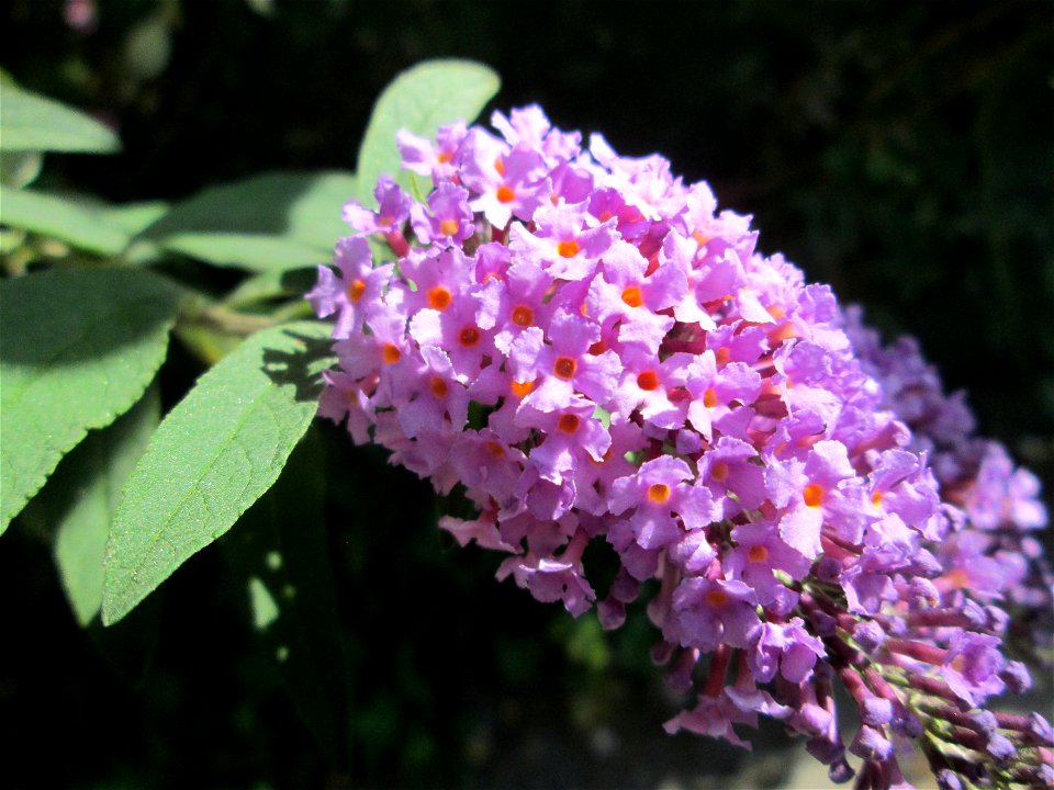 Schmetterlingsflieder (Buddleja davidii) auf einem Parkplatz in Saarbrücken