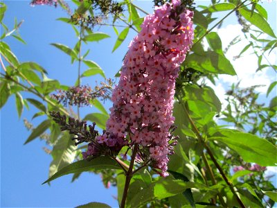 Schmetterlingsflieder (Buddleja davidii) auf einem Parkplatz in Saarbrücken photo