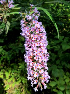 Schmetterlingsflieder (Buddleja davidii) invasiv im Wald bei Ensheim