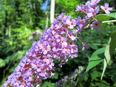 Schmetterlingsflieder (Buddleja davidii) invasiv im Wald bei Ensheim