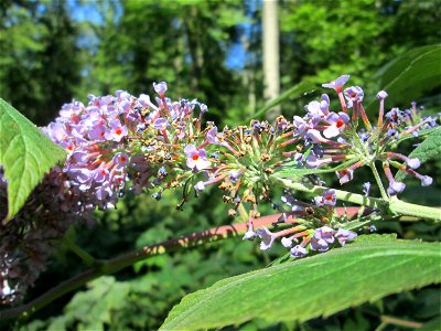 Schmetterlingsflieder (Buddleja davidii) invasiv im Wald bei Ensheim