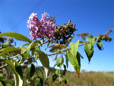 Schmetterlingsflieder (Buddleja davidii) an der Werkshalde Halberg in Brebach
