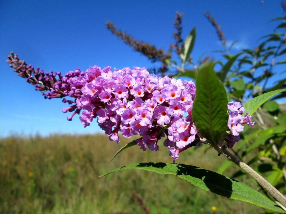 Schmetterlingsflieder (Buddleja davidii) an der Werkshalde Halberg in Brebach
