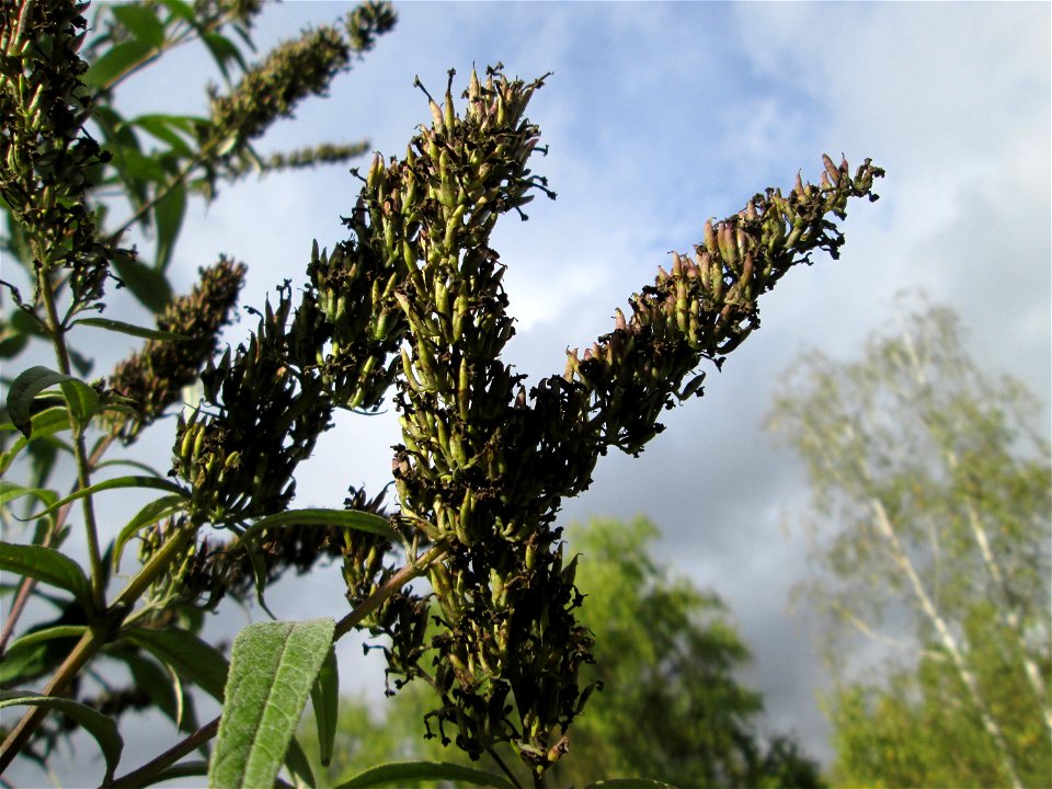Schmetterlingsflieder (Buddleja davidii) im Bürgerpark Saarbrücken