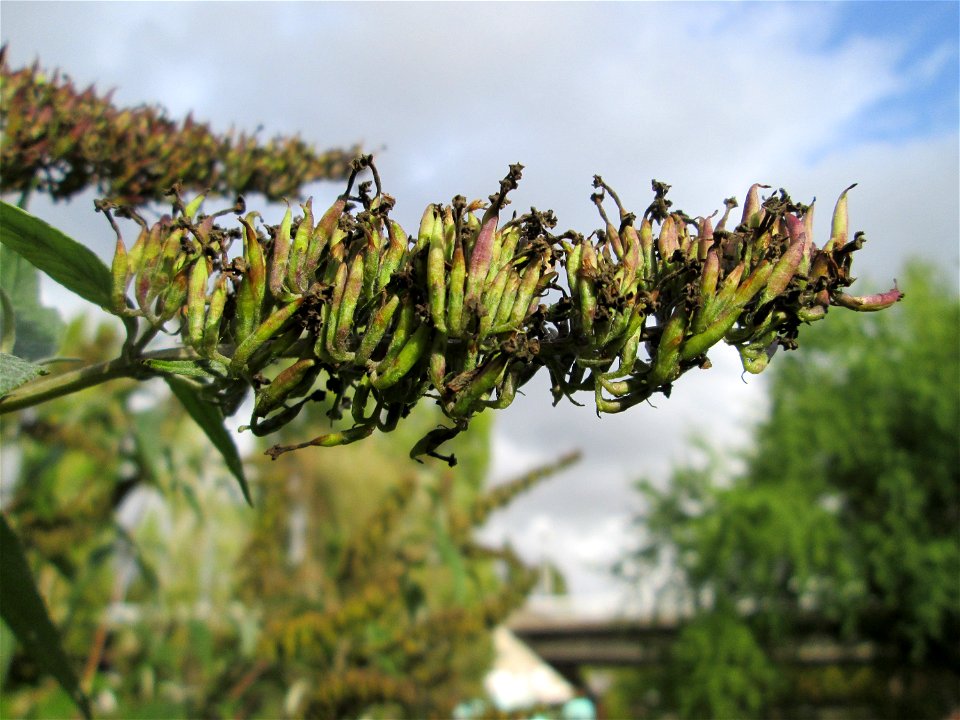 Schmetterlingsflieder (Buddleja davidii) im Bürgerpark Saarbrücken
