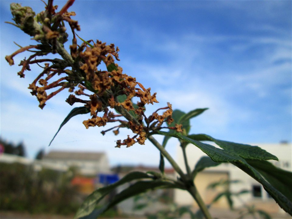 Schmetterlingsflieder (Buddleja davidii) invasiv am Straßenrand in Brebach