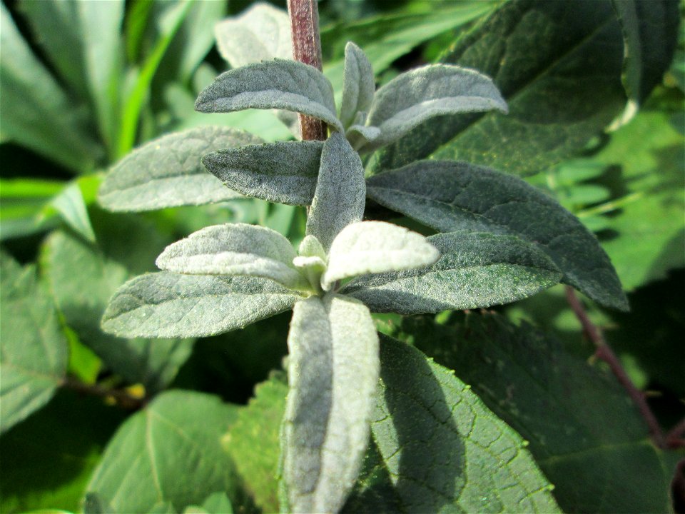 Schmetterlingsflieder (Buddleja davidii) invasiv am Straßenrand in Brebach