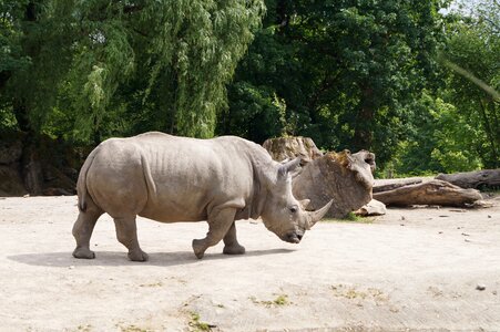 Horn zoo animal