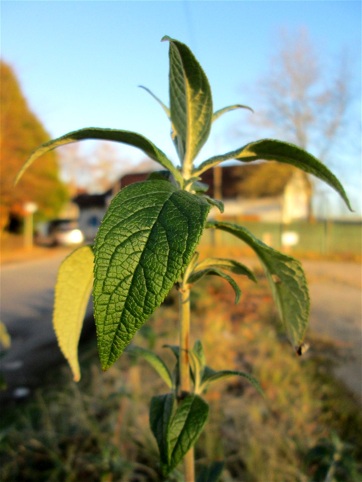 Schmetterlingsflieder (Buddleja davidii) invasiv am Straßenrand in Brebach