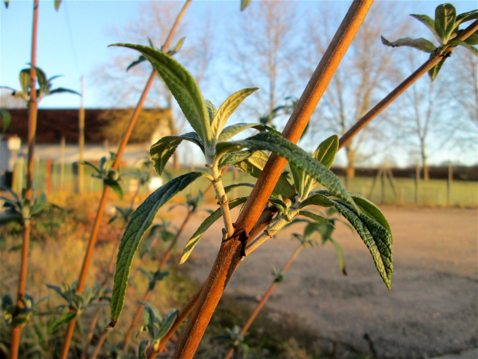 Schmetterlingsflieder (Buddleja davidii) invasiv am Straßenrand in Brebach