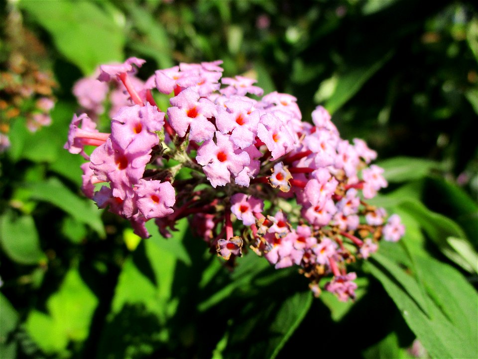 Schmetterlingsflieder (Buddleja davidii) in Brebach photo