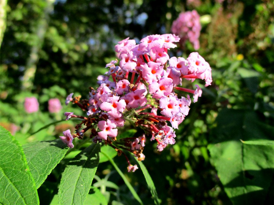 Schmetterlingsflieder (Buddleja davidii) in Brebach