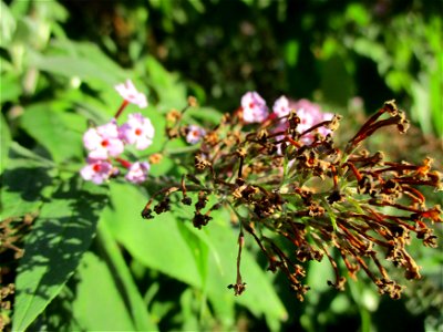 Schmetterlingsflieder (Buddleja davidii) in Brebach photo