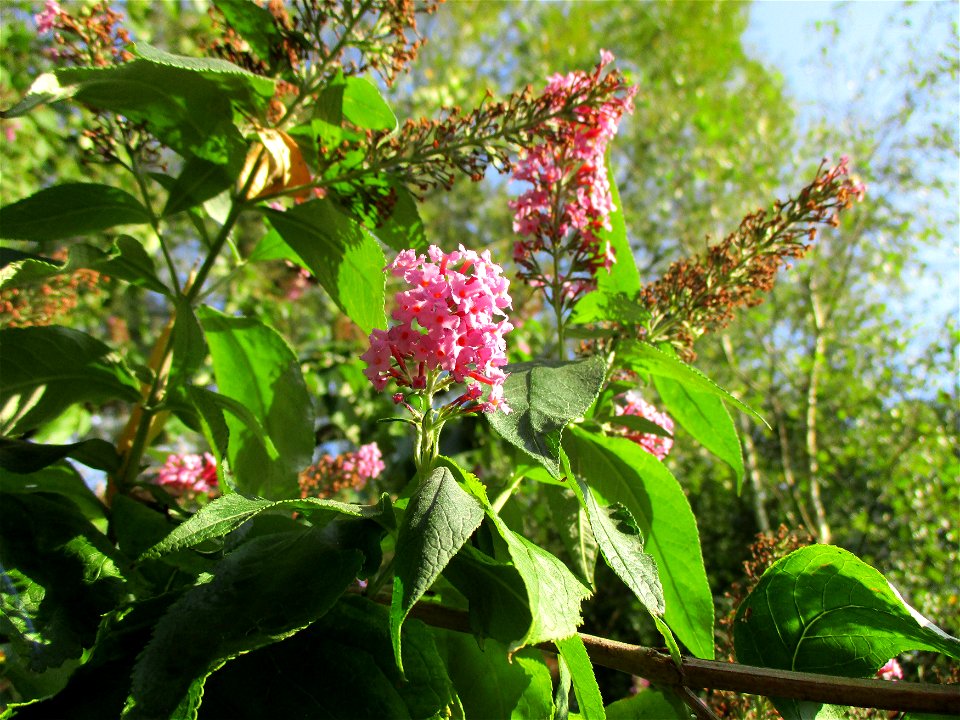 Schmetterlingsflieder (Buddleja davidii) in Brebach