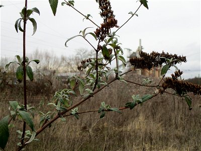 Schmetterlingsflieder (Buddleja davidii) auf einer Brachfläche der Halberger Hütte in Brebach