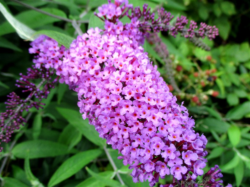Schmetterlingsflieder (Buddleja davidii) auf einer Brachfläche der Halberger Hütte in Brebach