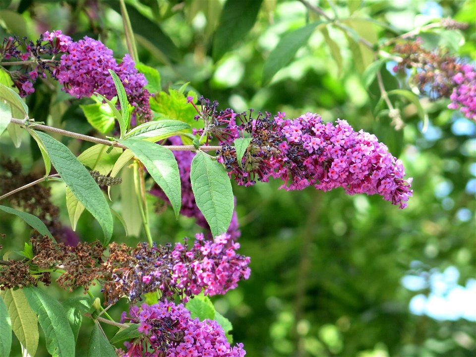 Flower of Buddleia of the coulée verte of Colombes (Hauts-de-Seine, France).